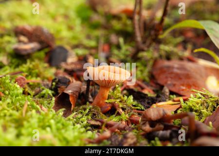 Ein malerischer Blick auf Birkenmilchkapilze (Lactarius tabidus), die in einem Wald in den Niederlanden wachsen Stockfoto