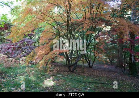 Japanischer Ahorn (Acer palmatum) Queenswood Herefordshire Vereinigtes Königreich. Oktober 2020 Stockfoto