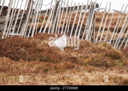 Der Berghase (Lepus timidus), auch bekannt als der Blauhase, saß inmitten der Heidekraut im Cairngorms National Park Schottland Großbritannien. März 2023 Stockfoto