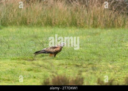 Roter Drachen (Milvus milvus), Fütterung am Boden, Bwlch Nant yr Arian, Wales, Großbritannien November 2023 Stockfoto