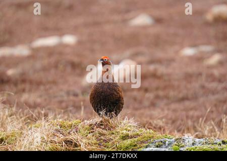 Männliche Rothühner (Lagopus lagopus) auf moosbedeckten Felsen im Cairngorms National Park Schottland Großbritannien. März 2023 Stockfoto