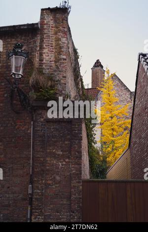 Zwischen alten Ziegelmauern steht ein herbstlicher Baum mit gelben Blättern. Stockfoto