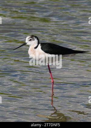 Stelzenläufer Stockfoto