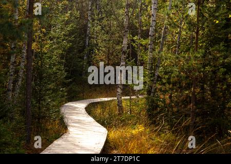 Holzpfad durch Feuchtgebiete im Nationalpark Sumava im Herbst Stockfoto