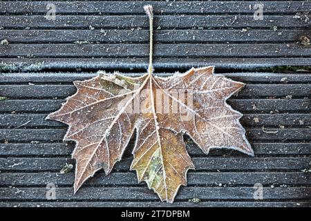 Totes Ahornblatt auf einem Holzboden, gefroren durch Frost. Stockfoto