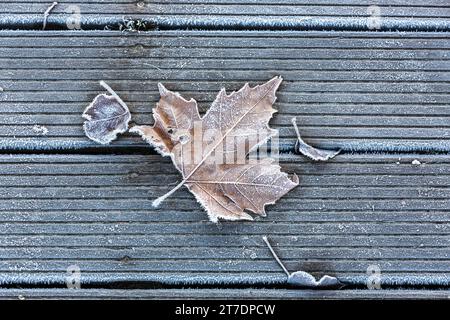 Totes Ahornblatt auf einem Holzboden, gefroren durch Frost. Stockfoto