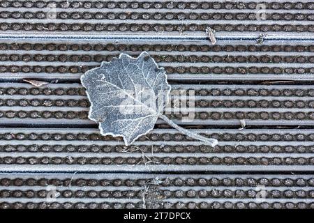 Totes Blatt (unbestimmte Arten), das auf dem Boden liegt und von Frost verziert ist. Stockfoto