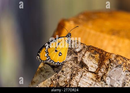 Tigerfalter (Danaus chrysippus, afrikanischer Monarch) ruht. Seitenansicht des orangefarbenen Schmetterlings. Stockfoto