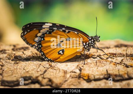 Wunderschöner orangener Schmetterling auf Baumstamm. Danaus chrysippus (Plain Tiger, afrikanische Königin oder afrikanischer Monarch) ist ein mittelgroßer Schmetterling Stockfoto