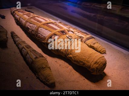 Mumifizierte Nil-Krokodile im Krokodil-Museum in der Nähe des KOM Omb-Tempels Stockfoto