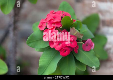 Nahaufnahme der roten Euphorbia milii (Dornenkrone, Christuspflanze, Christusdorn) ist eine Art blühender Pflanze aus der Familie der Spurge Euphorbiaciae. Stockfoto