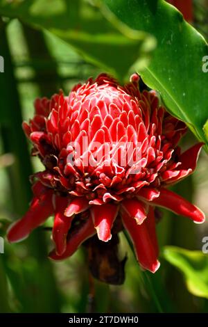 Etlingera elatiorbegonie Erdbeere (auch als Taschenlampe Ingwer, Ingwer, Red Ginger Lily, Taschenlampe lily bekannt, Wild Ginger, combrang, bunga kantan, philippinische Wachs Blume, Stockfoto