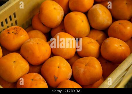 Japanische Persimmon treen und Früchte im Herbstmonat zur Erntezeit auf Sado Island, Präfektur Niigata. Stockfoto