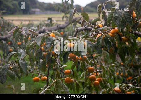 Japanische Persimmon treen und Früchte im Herbstmonat zur Erntezeit auf Sado Island, Präfektur Niigata. Stockfoto