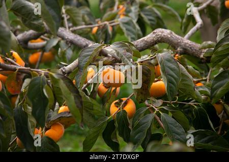 Japanische Persimmon treen und Früchte im Herbstmonat zur Erntezeit auf Sado Island, Präfektur Niigata. Stockfoto