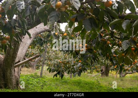 Japanische Persimmon treen und Früchte im Herbstmonat zur Erntezeit auf Sado Island, Präfektur Niigata. Stockfoto