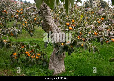 Japanische Persimmon treen und Früchte im Herbstmonat zur Erntezeit auf Sado Island, Präfektur Niigata. Stockfoto