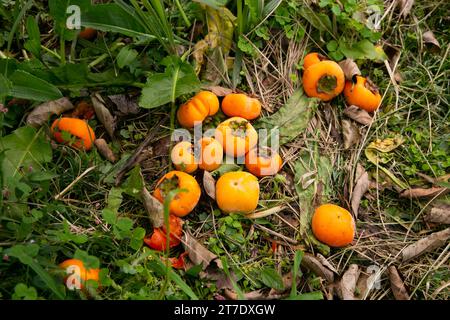 Japanische Persimmon treen und Früchte im Herbstmonat zur Erntezeit auf Sado Island, Präfektur Niigata. Stockfoto