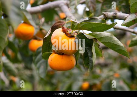 Japanische Persimmon treen und Früchte im Herbstmonat zur Erntezeit auf Sado Island, Präfektur Niigata. Stockfoto