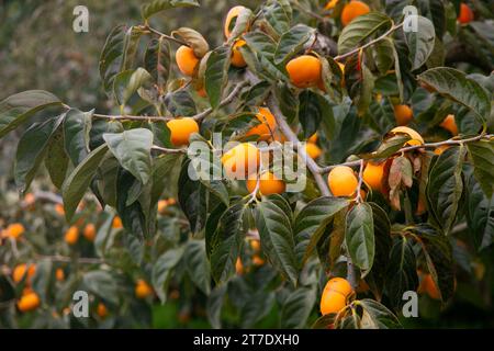 Japanische Persimmon treen und Früchte im Herbstmonat zur Erntezeit auf Sado Island, Präfektur Niigata. Stockfoto