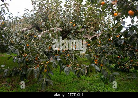 Japanische Persimmon treen und Früchte im Herbstmonat zur Erntezeit auf Sado Island, Präfektur Niigata. Stockfoto