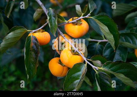 Japanische Persimmon treen und Früchte im Herbstmonat zur Erntezeit auf Sado Island, Präfektur Niigata. Stockfoto