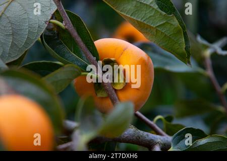 Japanische Persimmon treen und Früchte im Herbstmonat zur Erntezeit auf Sado Island, Präfektur Niigata. Stockfoto