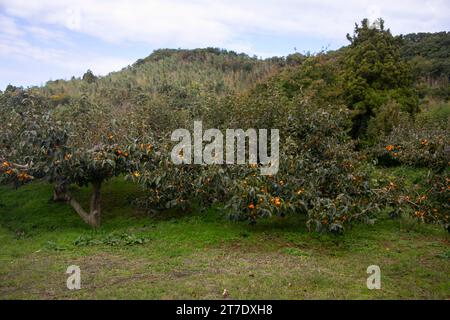 Japanische Persimmon treen und Früchte im Herbstmonat zur Erntezeit auf Sado Island, Präfektur Niigata. Stockfoto