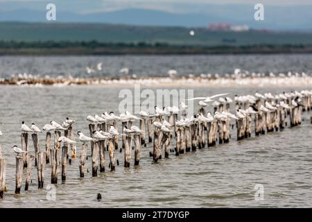 Pomorie, Schwarzes Meer, Bulgarien, Vogelschwärme ruhen auf zwei Linien, alte Holzpfähle, die im Wasser stecken Stockfoto