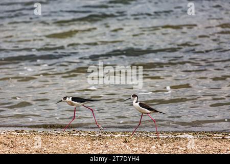 Pomorie, Schwarzes Meer, Bulgarien, Schwarzflügelstelzen auf der Suche nach Essen am Meer Stockfoto