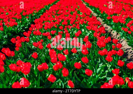 Malerische Red Tulip Fields in den Niederlanden, ein faszinierendes Schauspiel der Schönheit der Natur Stockfoto