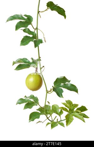 Nahaufnahme der Passionsfrucht-Rebe mit reifer Frucht, Passiflora edulis, kleine, runde bis ovale tropische Früchte, die für ihren einzigartigen Geschmack bekannt sind Stockfoto