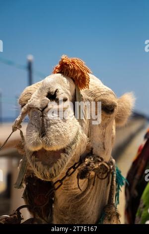 Ein Kamel auf blauem Hintergrund Stockfoto