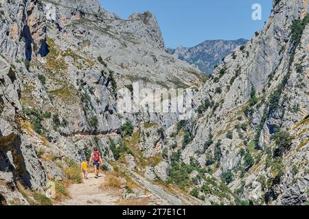 Familienspaziergang entlang der Cares Route zwischen der Provinz León und Asturien im Nationalpark Picos de Europa. In Asturien, Spanien. Stockfoto