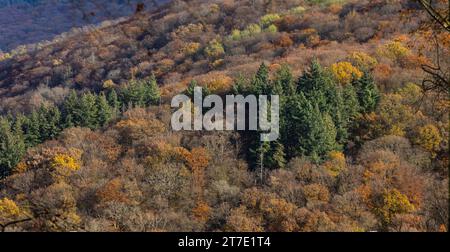 Niedernhausen, Deutschland. November 2023. Blick auf ein Waldgebiet im Taunus. Hinz (Bündnis 90/die Grünen), Hessischer Minister für Umwelt, Klimaschutz, Landwirtschaft und Verbraucherschutz, stellte den Waldzustandsbericht 2023 bei Niedernhausen im Taunus vor. Quelle: Sascha Lotz/dpa/Alamy Live News Stockfoto