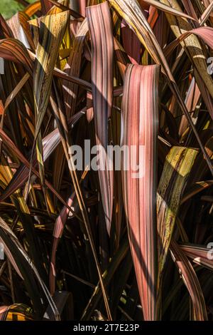 Die Blätter einer Phormium Bronze Warrior Phormium tenax purpureum New Zealand Flachs Pflanze, die in einem Garten in Newquay in Cornwall in Großbritannien wächst. Stockfoto
