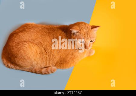 Ingwerkatze, die auf einem blau-orangen Hintergrund liegt Stockfoto