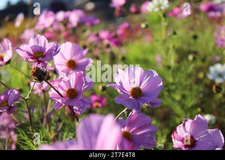 Rosa Blumen in Seoul, Südkorea Stockfoto