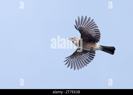 Eurasian Jay (Garrulus glandarius) fliegt mit einer Eichel (Quercus robur) in Bill Norfolk im Oktober 2023 Stockfoto