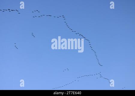 Rosafarbene Gänse (Anser barchyrhynchus), die im November 2023 nach Norfolk fliegen Stockfoto