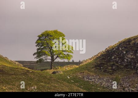 Die Einsamkeit und der beeindruckende Sycamore-Baum, der früher an der Lücke von Sycamore entlang der Hadrian-Mauer stand Stockfoto