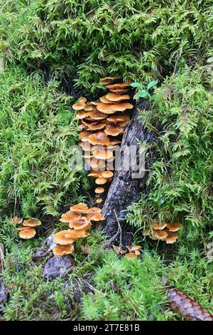 Xeromphalina campanella, bekannt als der Kiefernschwanz, Goldtrompete oder die Glocke omphalina, wilder Pilz aus Finnland Stockfoto