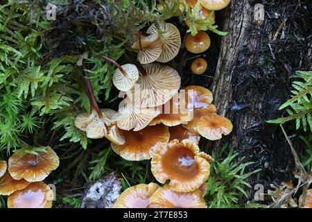 Xeromphalina campanella, bekannt als der Kiefernschwanz, Goldtrompete oder die Glocke omphalina, wilder Pilz aus Finnland Stockfoto