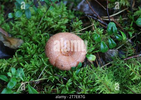 Lactarius torminosus, bekannt als das wollige milkcap oder die bärtigen milkcap, eine essbare wild mushroom aus Finnland Stockfoto