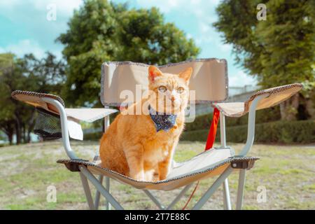 Ingwerkatzen sitzen auf einem Rasenstuhl, Camping und Outdoor-Aktivitäten. Stockfoto