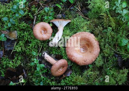 Lactarius torminosus, bekannt als das wollige milkcap oder die bärtigen milkcap, eine essbare wild mushroom aus Finnland Stockfoto