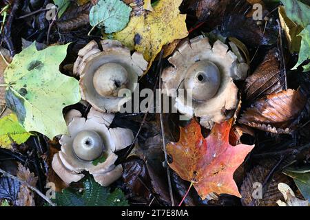 Geastrum Triplex, auch Geastrum michelianum genannt, allgemein bekannt als der Halsbandstern, Wildpilz aus Finnland Stockfoto