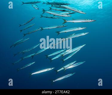 Große Schule für Barracudas, Secca della Colombara, Ustica, Sizilien, Italien Stockfoto