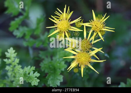 Jacobaea vulgaris, auch Senecio jacobaea genannt, allgemein bekannt als Ragkraut, stinkende Wille oder Ragkraut, wilde giftige Pflanze aus Finlan Stockfoto