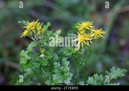 Jacobaea vulgaris, auch Senecio jacobaea genannt, allgemein bekannt als Ragkraut, stinkende Wille oder Ragkraut, wilde giftige Pflanze aus Finlan Stockfoto